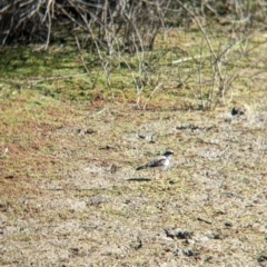 Charadrius melanops (Black-fronted Dotterel) at Kerang, VIC - 15 Aug 2021 by Darcy