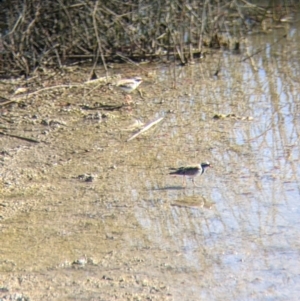 Charadrius melanops at Kerang, VIC - 15 Aug 2021 01:30 PM