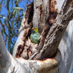 Parvipsitta porphyrocephala (Purple-crowned Lorikeet) at Kerang, VIC - 15 Aug 2021 by Darcy