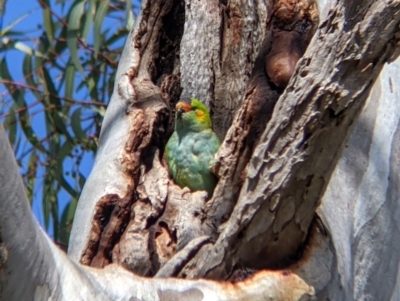 Parvipsitta porphyrocephala (Purple-crowned Lorikeet) at Kerang, VIC - 15 Aug 2021 by Darcy