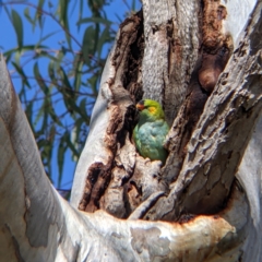 Parvipsitta porphyrocephala at Kerang, VIC - suppressed