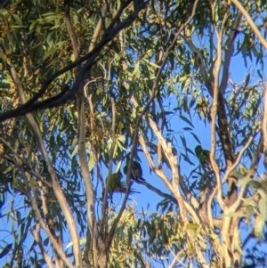 Lathamus discolor at Kingower, VIC - 10 Jul 2021