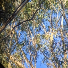 Lathamus discolor at Kingower, VIC - suppressed