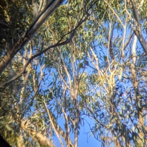 Lathamus discolor at Kingower, VIC - 10 Jul 2021