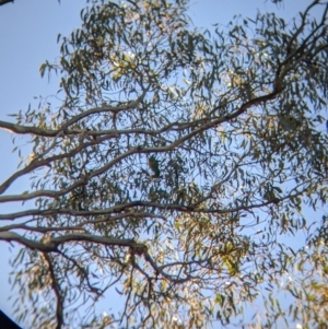 Lathamus discolor at Kingower, VIC - suppressed