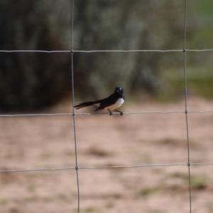 Rhipidura leucophrys at Ninda, VIC - 3 May 2020