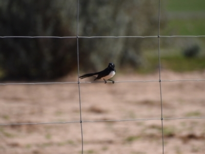 Rhipidura leucophrys (Willie Wagtail) at Ninda, VIC - 3 May 2020 by Darcy