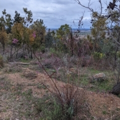 Indigofera australis subsp. australis (Australian Indigo) at Coree, ACT - 24 Aug 2021 by hughagan