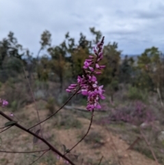 Indigofera australis subsp. australis at Coree, ACT - 24 Aug 2021