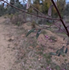 Indigofera australis subsp. australis at Coree, ACT - 24 Aug 2021