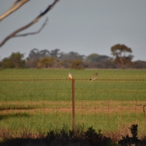 Northiella haematogaster at Kunat, VIC - 4 May 2020