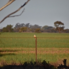 Northiella haematogaster at Kunat, VIC - 4 May 2020