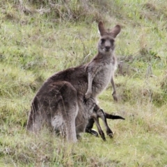 Macropus giganteus (Eastern Grey Kangaroo) at Red Light Hill Reserve - 24 Aug 2021 by PaulF