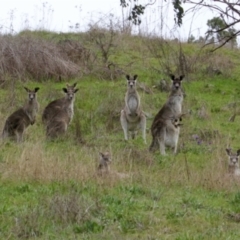 Macropus giganteus at Springdale Heights, NSW - 24 Aug 2021 11:54 AM
