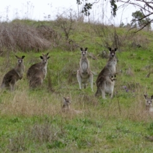 Macropus giganteus at Springdale Heights, NSW - 24 Aug 2021 11:54 AM