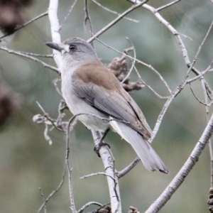 Colluricincla harmonica at Springdale Heights, NSW - 24 Aug 2021 11:59 AM