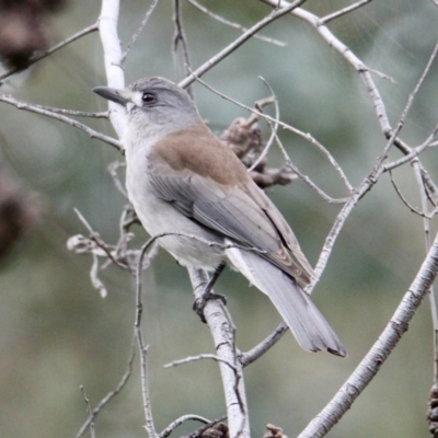 Colluricincla harmonica (Grey Shrikethrush) at Red Light Hill Reserve - 24 Aug 2021 by PaulF