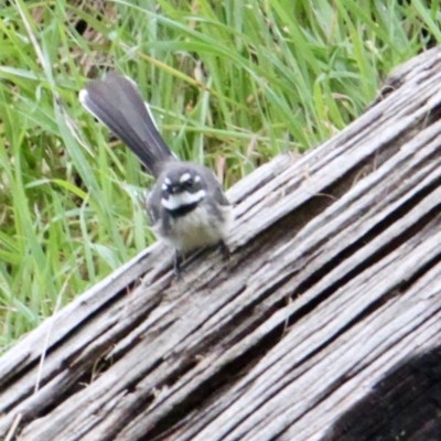 Rhipidura albiscapa (Grey Fantail) at Albury - 24 Aug 2021 by PaulF