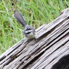 Rhipidura albiscapa (Grey Fantail) at Red Light Hill Reserve - 24 Aug 2021 by PaulF