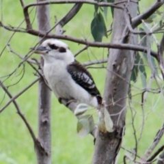 Dacelo novaeguineae (Laughing Kookaburra) at Springdale Heights, NSW - 24 Aug 2021 by PaulF