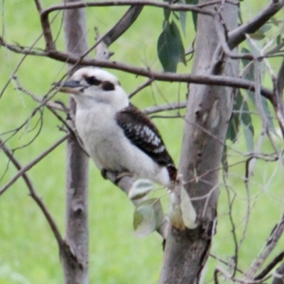 Dacelo novaeguineae (Laughing Kookaburra) at Red Light Hill Reserve - 24 Aug 2021 by PaulF