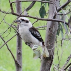 Dacelo novaeguineae (Laughing Kookaburra) at Red Light Hill Reserve - 24 Aug 2021 by PaulF