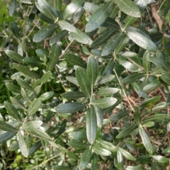 Olea europaea (Common Olive) at Thurgoona, NSW - 24 Aug 2021 by Darcy