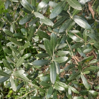 Olea europaea (Common Olive) at Charles Sturt University - 24 Aug 2021 by Darcy