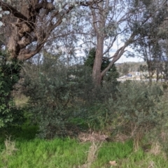 Olea europaea at Thurgoona, NSW - 24 Aug 2021 03:41 PM