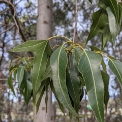 Brachychiton populneus (Kurrajong) at Albury - 24 Aug 2021 by Darcy