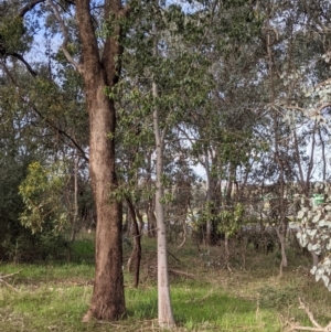 Brachychiton populneus at Thurgoona, NSW - 24 Aug 2021