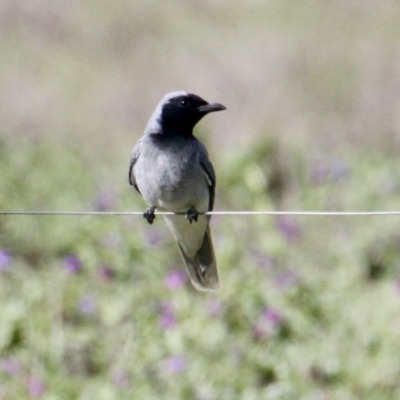 Coracina novaehollandiae (Black-faced Cuckooshrike) at Springdale Heights, NSW - 24 Aug 2021 by PaulF