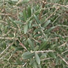 Olea europaea (Common Olive) at Albury - 24 Aug 2021 by Darcy