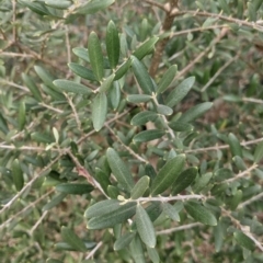 Olea europaea (Common Olive) at Thurgoona, NSW - 24 Aug 2021 by Darcy