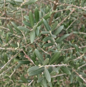 Olea europaea at Thurgoona, NSW - 24 Aug 2021 03:45 PM