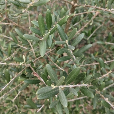 Olea europaea (Common Olive) at Charles Sturt University - 24 Aug 2021 by Darcy