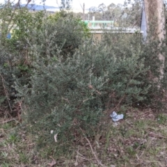 Olea europaea at Thurgoona, NSW - 24 Aug 2021 03:45 PM