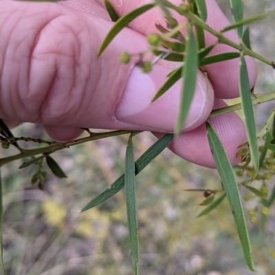 Acacia fimbriata (Fringed Wattle) at Thurgoona, NSW - 24 Aug 2021 by Darcy