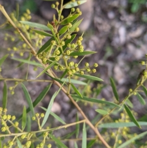 Acacia fimbriata at Thurgoona, NSW - 24 Aug 2021 03:41 PM