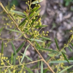 Acacia fimbriata at Thurgoona, NSW - 24 Aug 2021