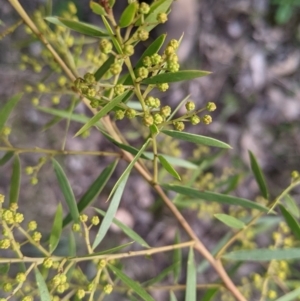 Acacia fimbriata at Thurgoona, NSW - 24 Aug 2021