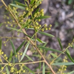 Acacia fimbriata at Thurgoona, NSW - 24 Aug 2021 03:41 PM