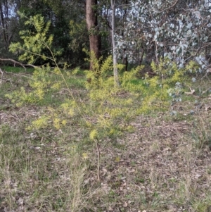 Acacia fimbriata at Thurgoona, NSW - 24 Aug 2021 03:41 PM