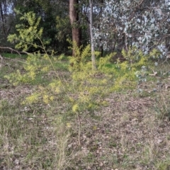 Acacia fimbriata at Thurgoona, NSW - 24 Aug 2021