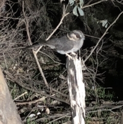 Aegotheles cristatus (Australian Owlet-nightjar) at Albury - 31 Jul 2019 by LKPearce76