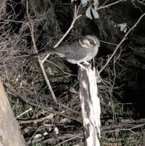 Aegotheles cristatus at Glenroy, NSW - 31 Jul 2019 10:05 PM