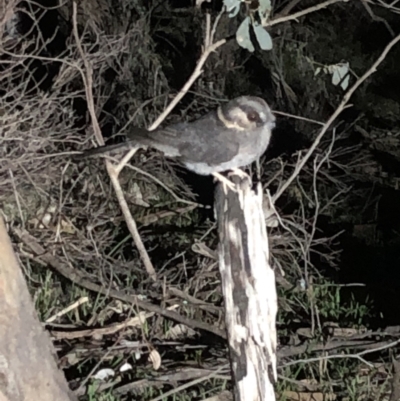 Aegotheles cristatus (Australian Owlet-nightjar) at Nail Can Hill - 31 Jul 2019 by LKPearce76