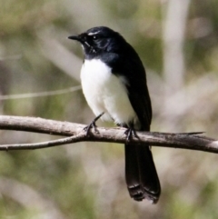 Rhipidura leucophrys (Willie Wagtail) at Red Light Hill Reserve - 24 Aug 2021 by PaulF