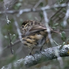 Pyrrholaemus sagittatus (Speckled Warbler) at Downer, ACT - 24 Aug 2021 by jb2602