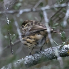 Pyrrholaemus sagittatus (Speckled Warbler) at Downer, ACT - 24 Aug 2021 by jb2602